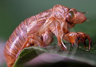 蟬殼多少錢一斤？蟬殼多少錢一斤2017？