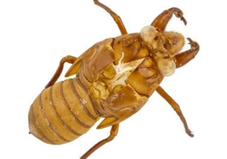 知了殼能治破傷風(fēng)嗎？知了殼能治什么??？