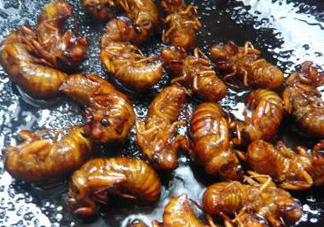 知了猴可以煮著吃嗎？知了猴怎么煮？