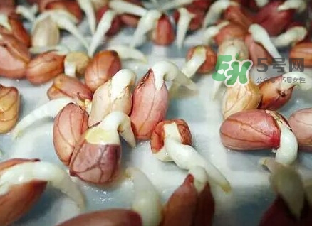 花生芽怎么培育？花生芽怎樣才能發(fā)出來