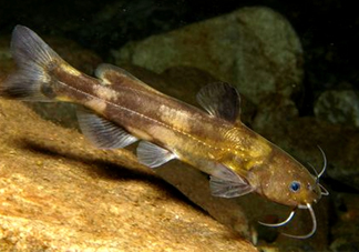 黃蜂魚怎么煮好吃？黃蜂魚燉湯孕婦可以喝嗎