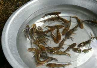 黃蜂魚怎么做好吃？黃蜂魚怎么釣