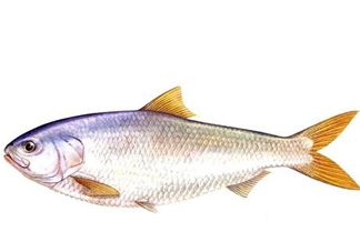 鰣魚(yú)刺多嗎？鰣魚(yú)可以養(yǎng)殖嗎