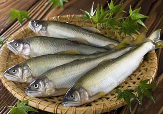 鰣魚(yú)與香魚(yú)怎么區(qū)分？鰣魚(yú)與香魚(yú)的區(qū)別
