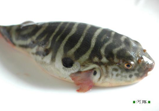 河豚怎么殺？河豚怎么處理