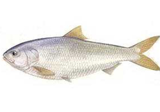 鰣魚(yú)和響魚(yú)是兩種魚(yú)嗎？鰣魚(yú)和鯽魚(yú)的區(qū)別