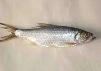 鰣魚(yú)怎么做好吃？鰣魚(yú)怎么處理