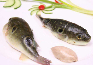 河豚中毒會(huì)產(chǎn)生幻覺嗎？河豚中毒多久發(fā)作