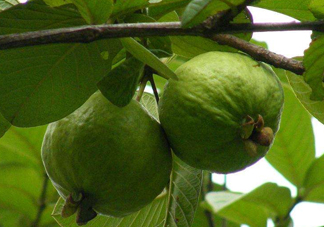 紅心果怎么吃？紅心果多少錢一斤