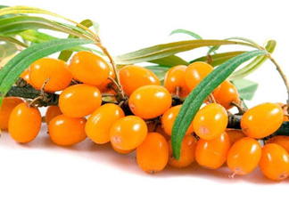 沙棘怎么吃？沙棘果的食用禁忌