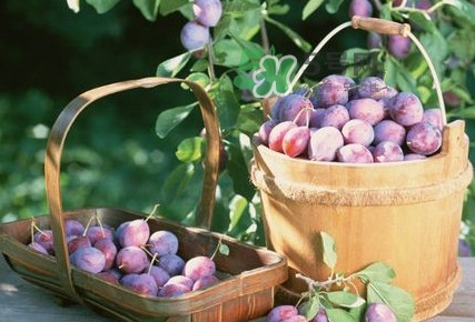 烏梅是酸性還是堿性？烏梅是熱性還是涼性