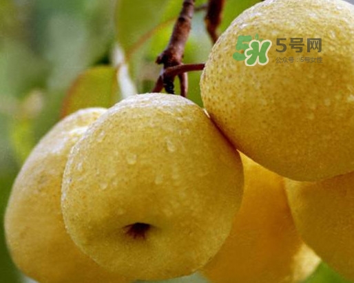 碭山梨怎么讀？碭山梨吃著為什么那么松軟