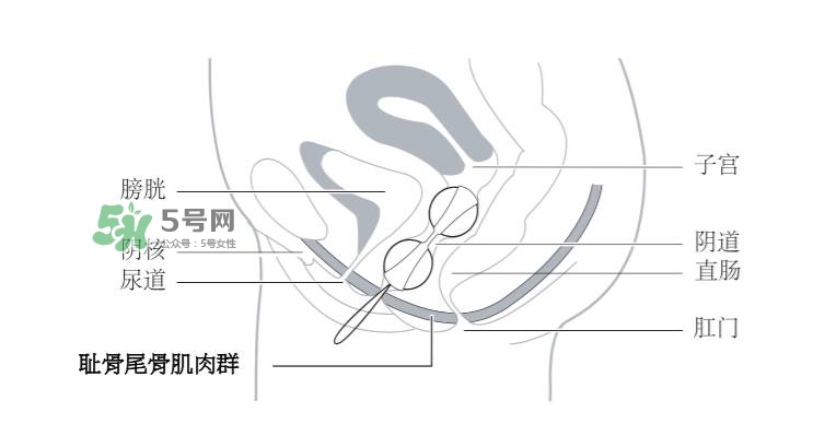 lelo露娜球如何使用方法？露娜球使用感受