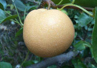 豐水梨產(chǎn)地在哪里？豐水梨是哪里產(chǎn)的？