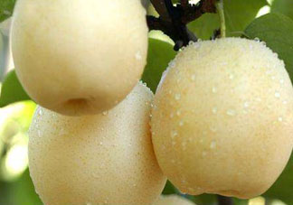 皇冠梨雞爪病能吃嗎？皇冠梨雞爪病怎么辦？