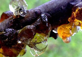 桃膠是桃樹上的膠嗎？桃膠是什么味道