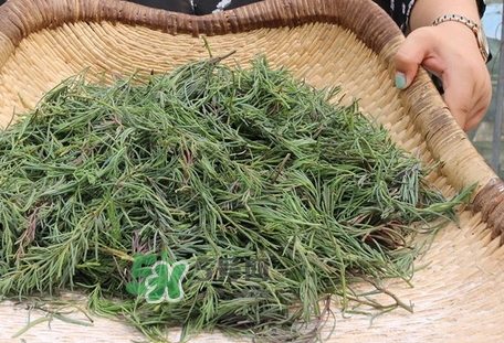 海英菜的營養(yǎng)價(jià)值_海英菜的功效與作用及食用方法 海英菜的營養(yǎng)價(jià)值_海英菜的功效與作用及食用方法