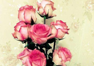 roseonly怎么讀？roseonly怎么讀在線讀？