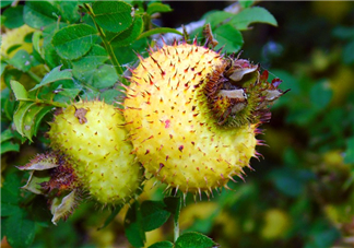 刺梨泡水喝能降血壓?jiǎn)?？刺梨治療高血壓有用嗎?><p><strong>刺梨泡水喝能降血壓?jiǎn)幔看汤嬷委煾哐獕河杏脝幔?/strong></p></a></li> 	     </ul>
		</div>
	   <div   id=