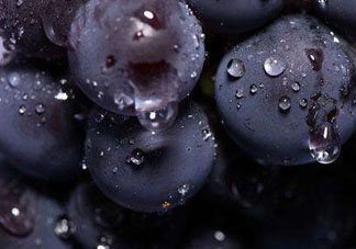 戶太八號(hào)和巨峰哪個(gè)好？戶太八號(hào)和巨峰的區(qū)別