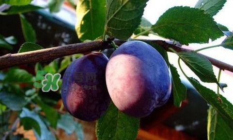 西梅泥怎么做？西梅泥能治療寶寶便秘嗎