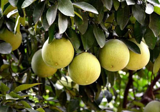 什么病人不能吃柚子？柚子的食用禁忌