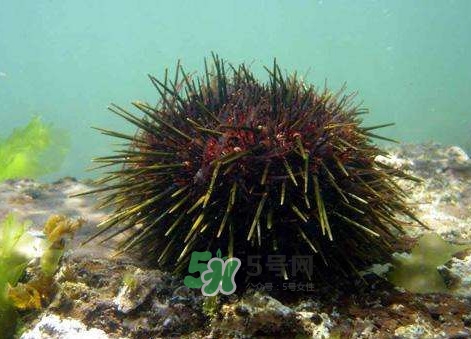 孕婦可以吃海膽嗎？孕婦能吃海膽嗎