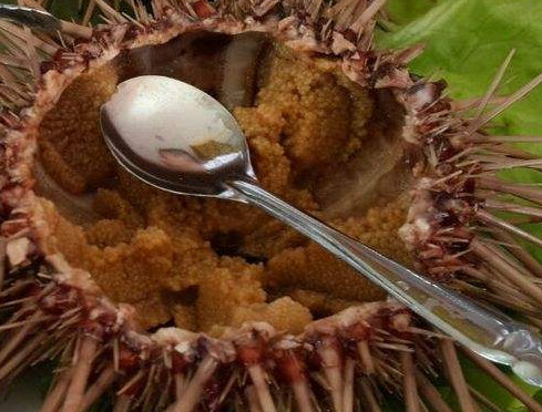 嬰兒能不能吃海膽？寶寶多大能吃海膽