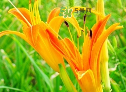 新鮮黃花菜怎么處理？干黃花菜怎么處理