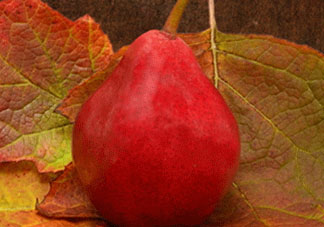 紅啤梨什么時(shí)候成熟？紅啤梨產(chǎn)地在哪？