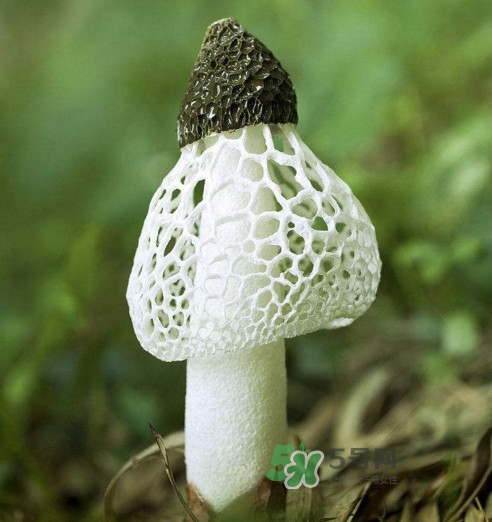 竹蓀什么樣的好？買竹蓀怎么挑選