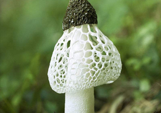 竹蓀什么季節(jié)最多？竹蓀不能和什么一起吃