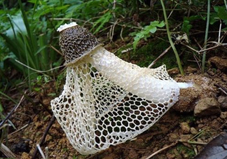 竹蓀適合哪些人吃？竹蓀什么人不能吃