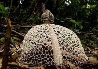 竹蓀黑色菌蓋能吃嗎？竹蓀食用禁忌是什么