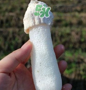 竹蓀什么樣的好？買竹蓀怎么挑選