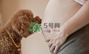 孕婦不能養(yǎng)寵物嗎？為什么孕婦不能養(yǎng)寵物？