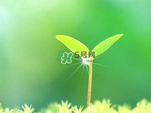 白露可以種什么菜？白露過后能種植什么蔬菜？