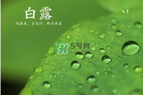 白露可以種什么菜？白露過后能種植什么蔬菜？