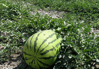 石頭瓜和麒麟瓜哪個好吃？石頭瓜有籽嗎