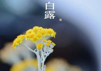 白露可以種什么菜？白露過后能種植什么蔬菜？