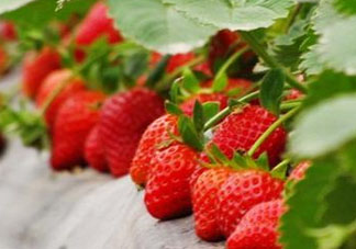九月份可以種草莓嗎？九月份有草莓吃嗎？