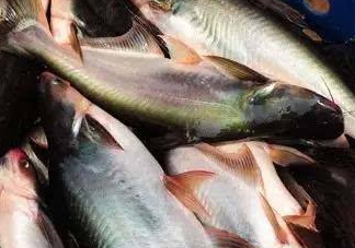 巴沙魚(yú)是什么魚(yú)？巴沙魚(yú)吃什么東西？