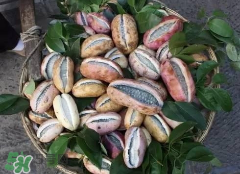 八月瓜可以泡酒嗎？八月瓜可以治乙肝嗎