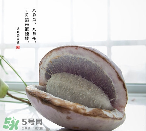 八月瓜可以泡酒嗎？八月瓜可以治乙肝嗎