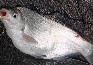 武昌魚怎么釣？釣武昌魚用什么餌料？
