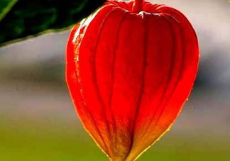 紅姑娘能治療糖尿病嗎？紅姑娘能治什么病？