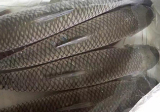 脆肉鯇怎么保存？脆肉鯇放冰箱冷藏好還是冷凍好？