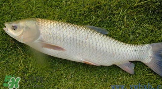 草魚(yú)怎么養(yǎng)殖成脆肉鯇？脆肉鯇養(yǎng)殖條件及技術(shù)