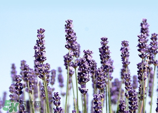 阿芙薰衣草精油可以去痘印嗎_作用 阿芙薰衣草精油可以去痘印嗎_作用