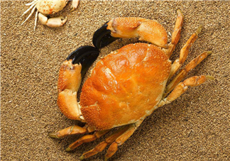 哪種螃蟹適合做香辣蟹？香辣蟹是用什么蟹做的？